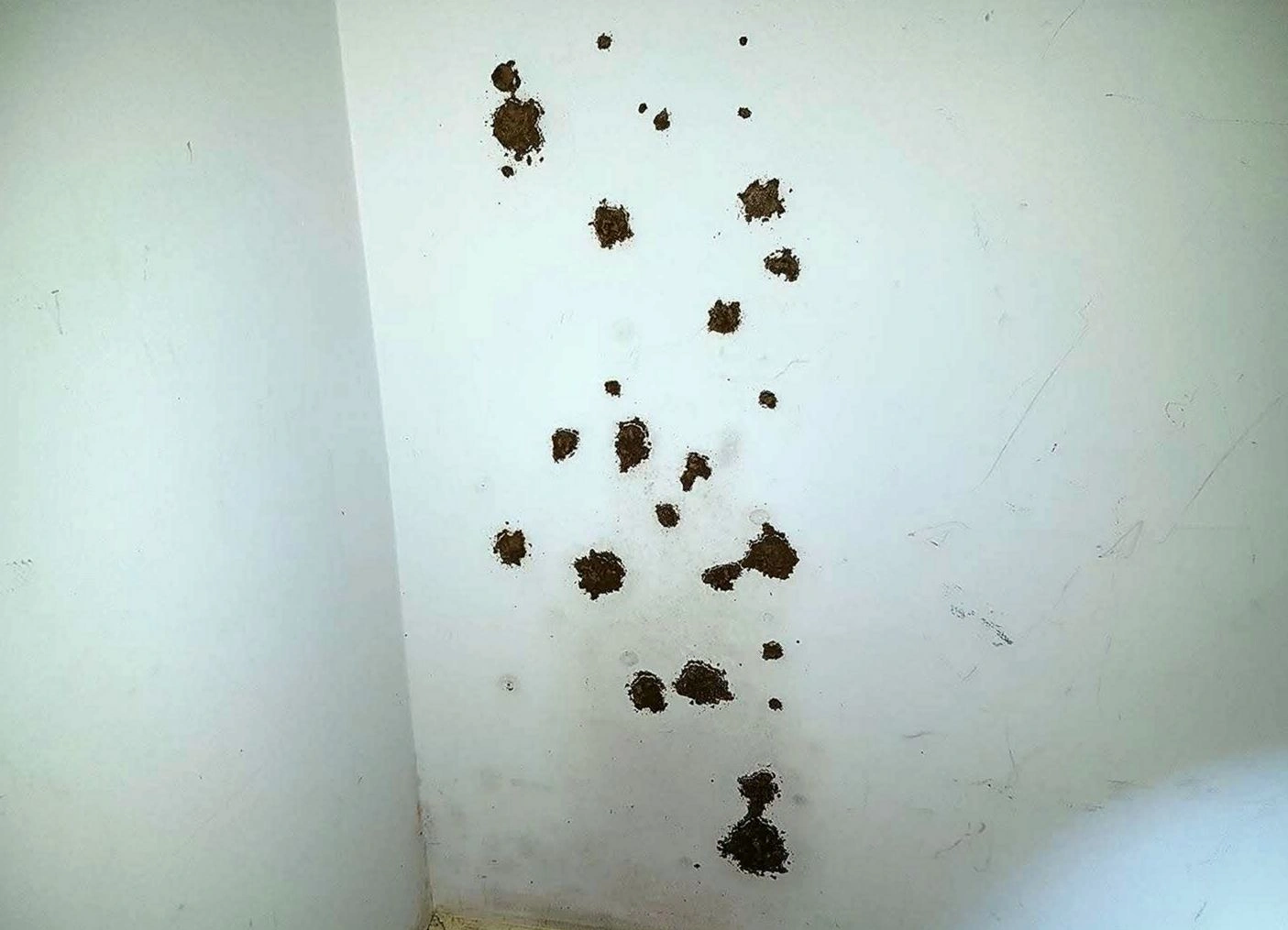 Commercial Service by Springtree Pest Control in Gainesville, FL